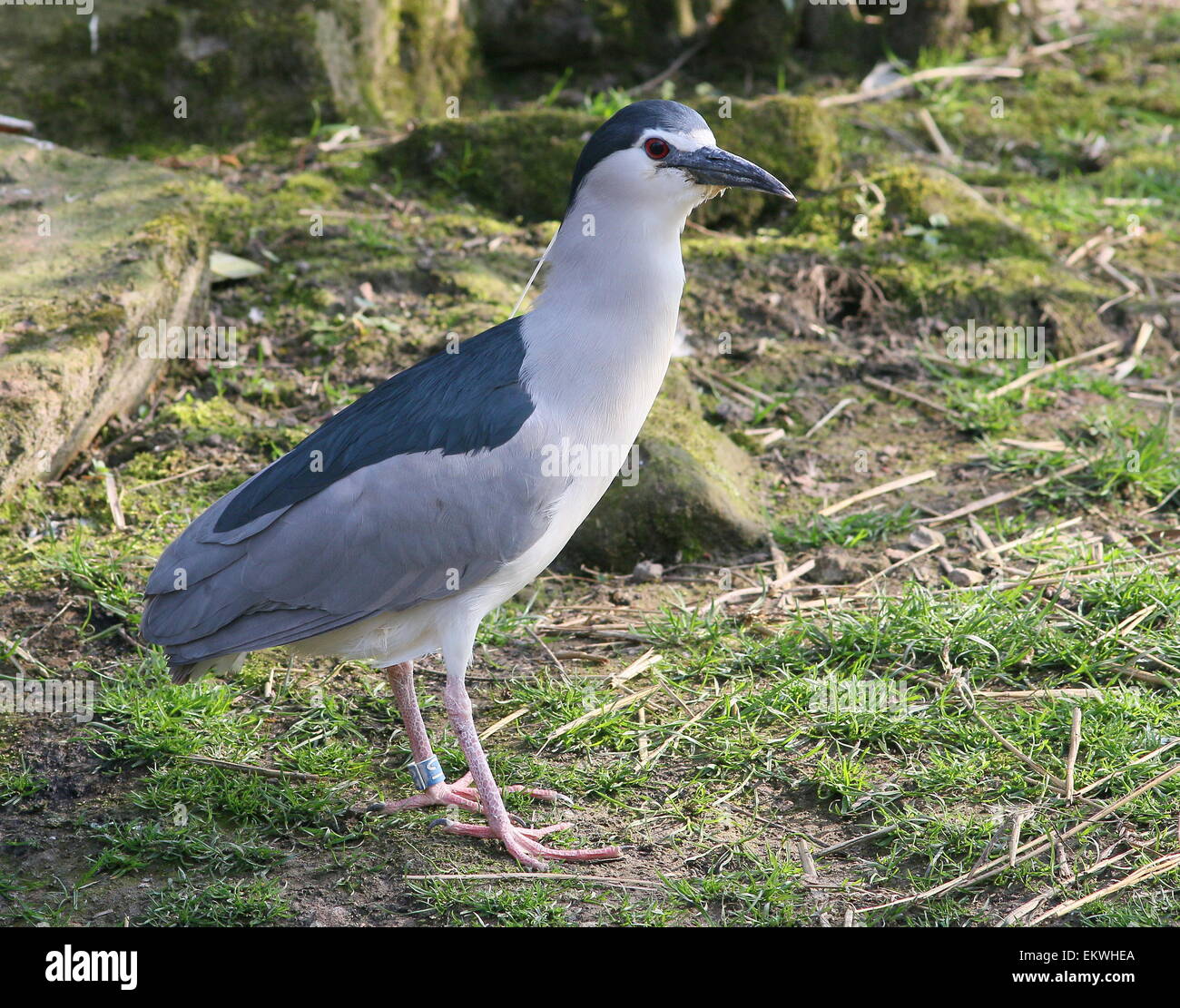 Nitticora (Nycticorax nycticorax) Foto Stock