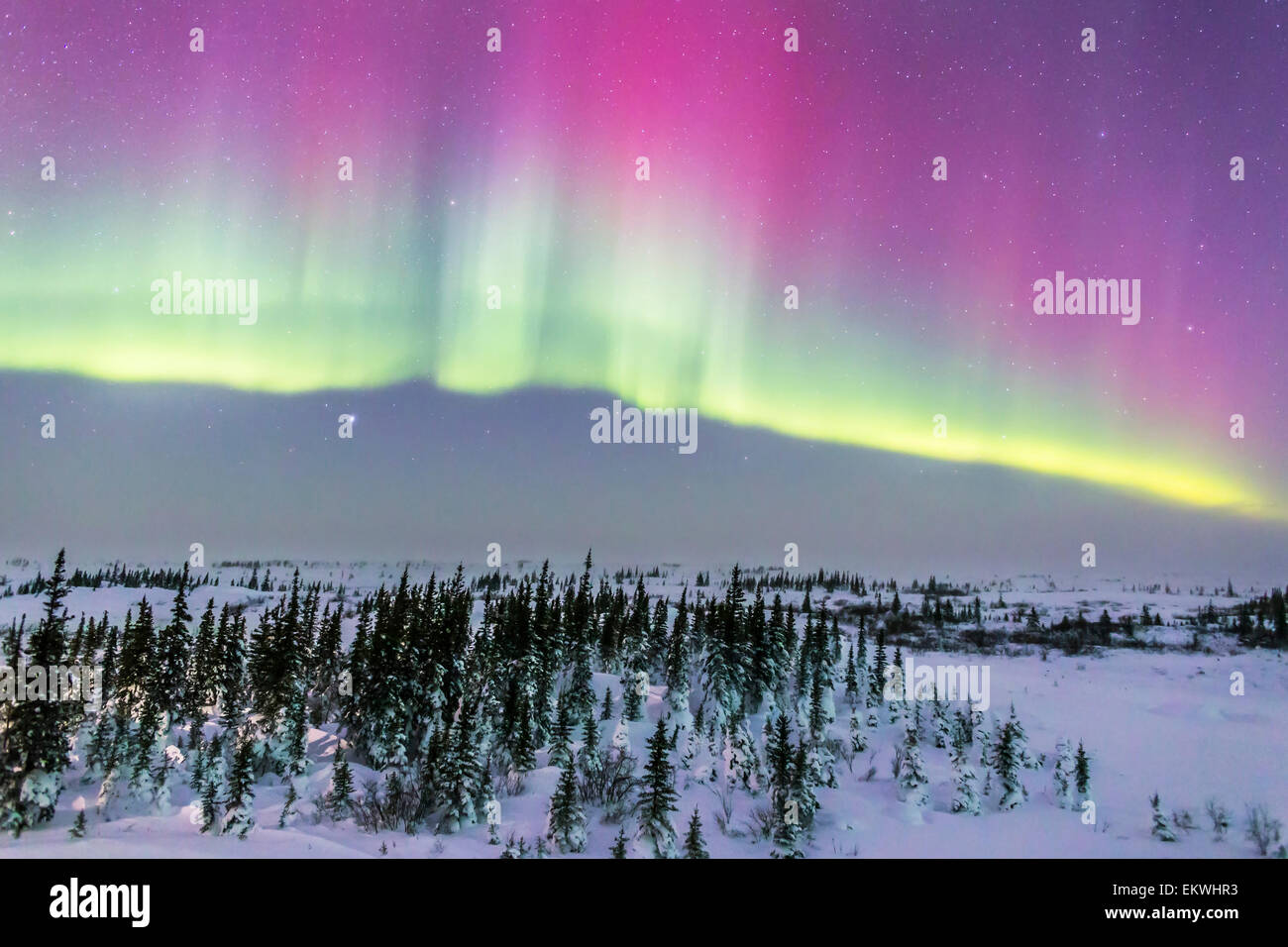 Febbraio 20, 2015 - Aurora boreale da Churchill, Manitoba, Canada. Questo è guardando a nord verso una tenda con rosa col superiore Foto Stock