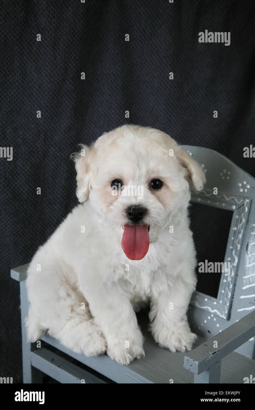 Cucciolo Bishon Frise Foto Stock