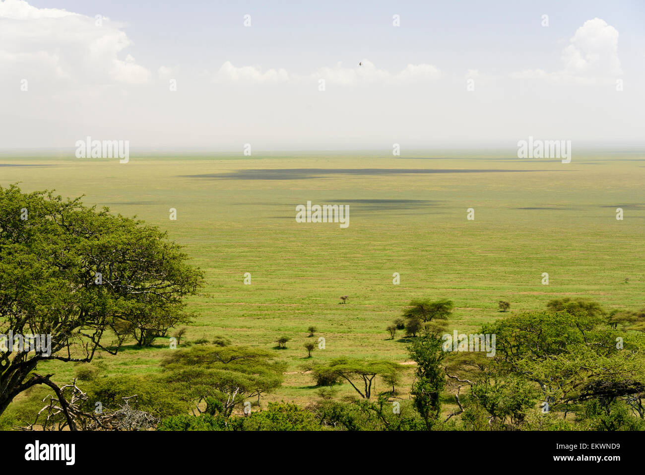Parco Nazionale del Serengeti paesaggio Mara e regioni Simiyu, Tanzania Africa Foto Stock