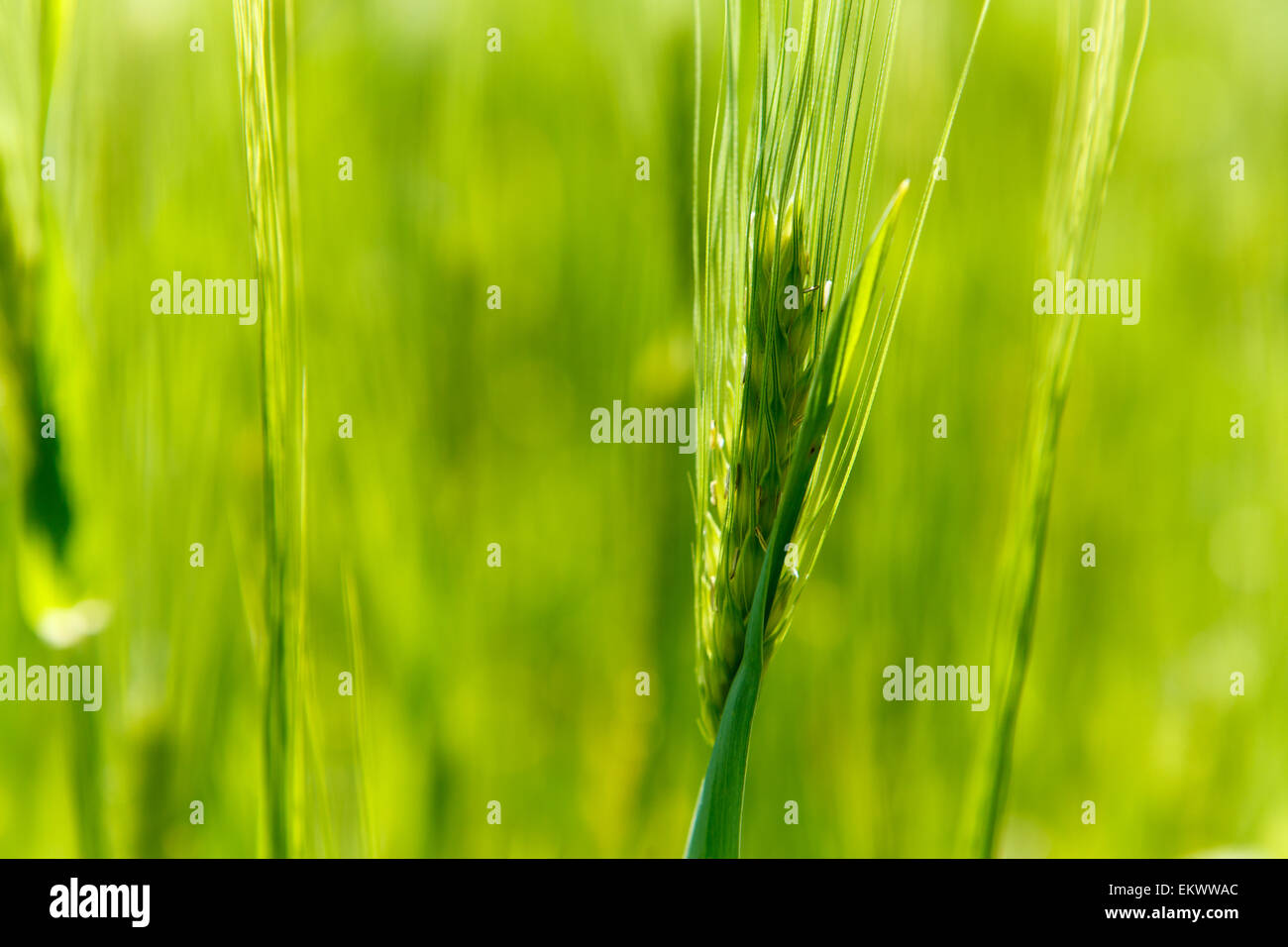 Orecchio di orzo verde contro verde sfondo sfocato, stagione primavera in Polonia, Europa Foto Stock