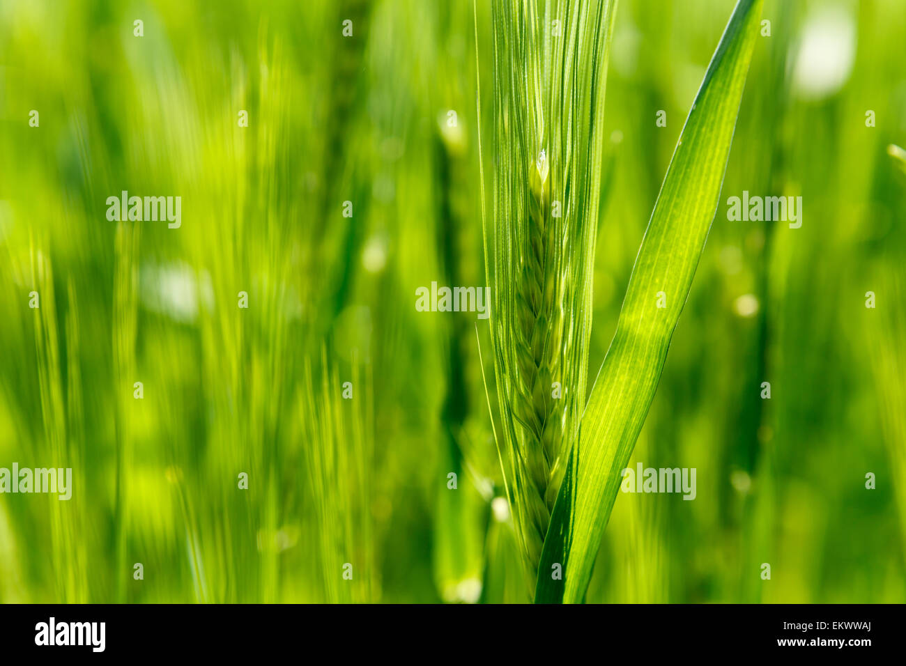 Orecchio di orzo verde contro verde sfondo sfocato, stagione primavera in Polonia, Europa Foto Stock