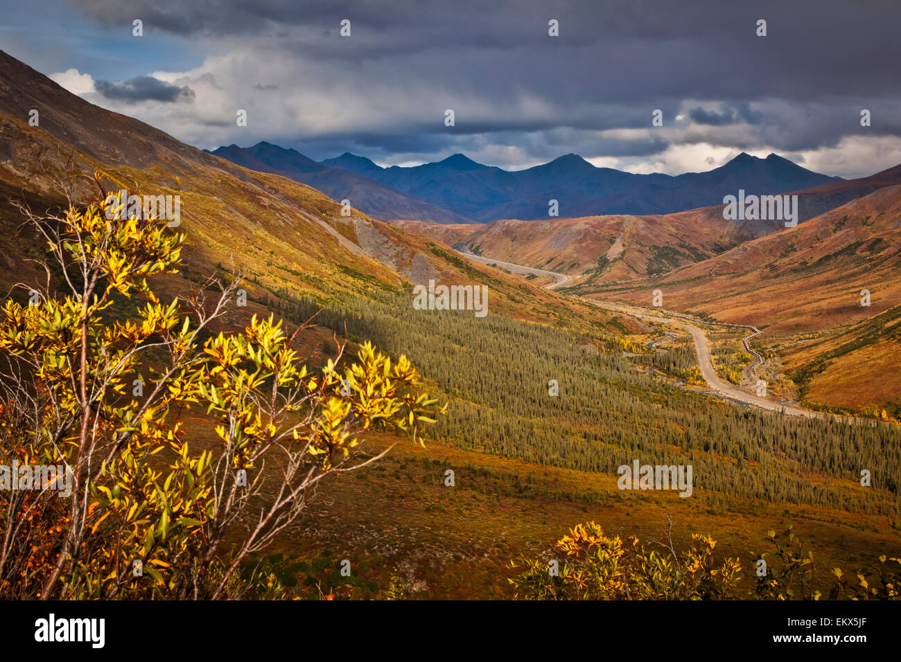 Impianto,Alaska,cancelli dell'artico np,brook gamma Foto Stock