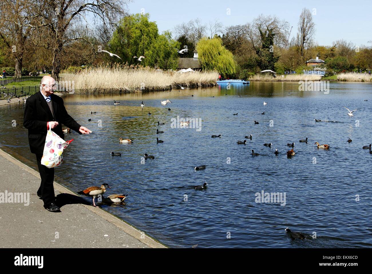 Regents Park, London, Regno Unito. Il 14 aprile, 2015. Regno Unito meteo: un uomo nutre gli uccelli in Regents Park, Londra nel sole di primavera. Credito: Ed Brown/Alamy Live News Foto Stock