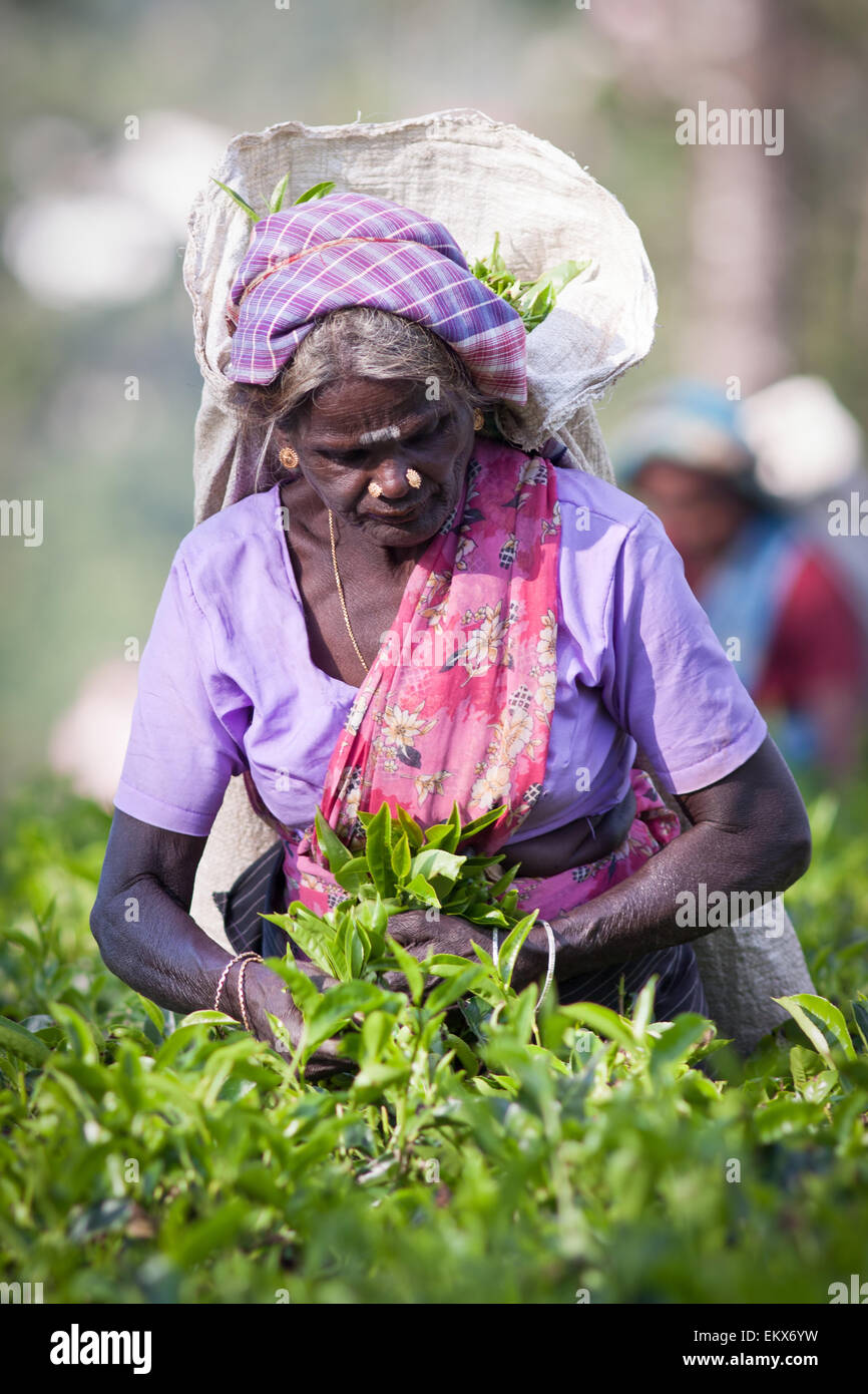 Femmina raccoglitrice di tè in piantagione di tè in Maskeliya, Sri Lanka Foto Stock