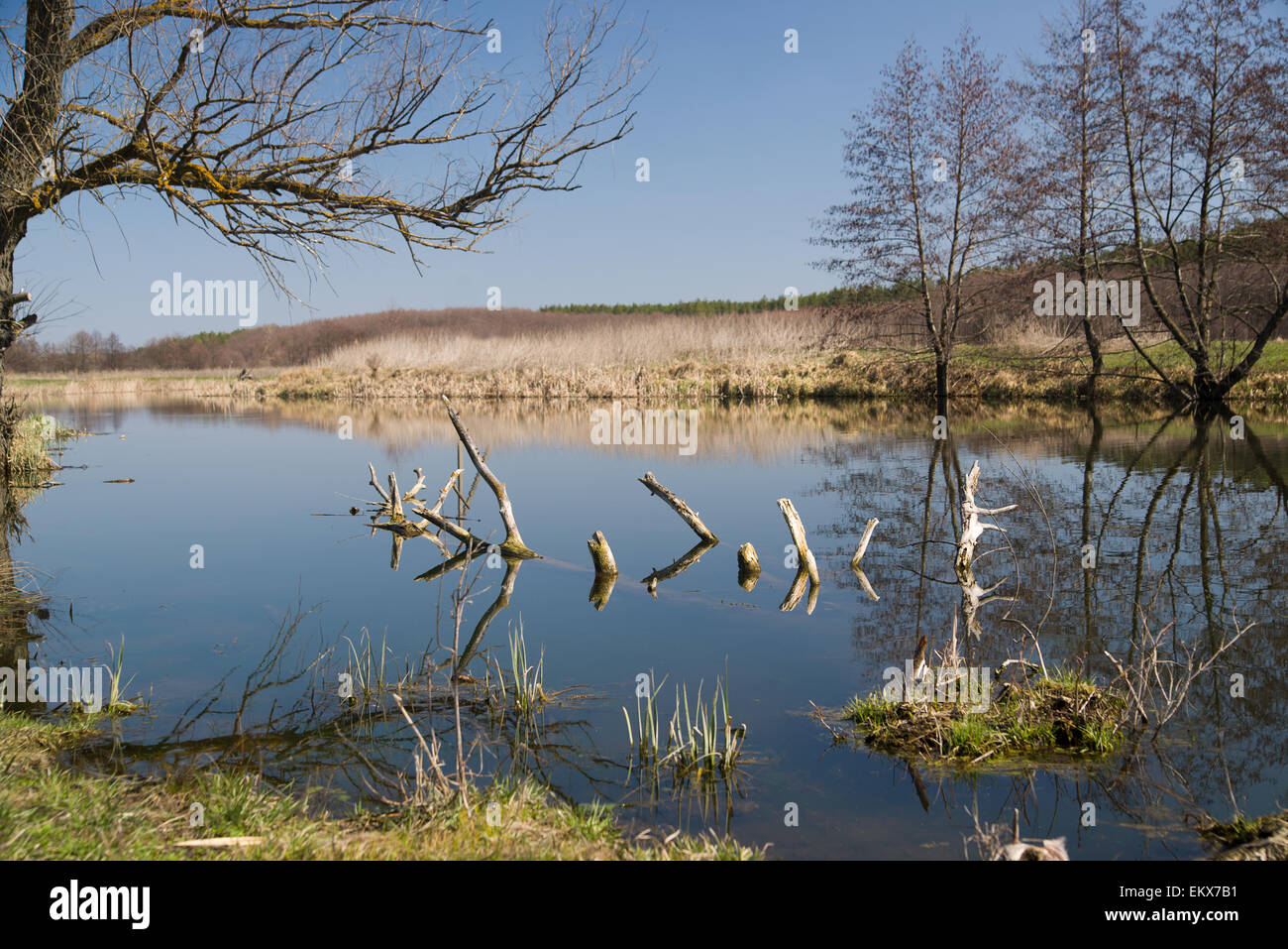 Vecchio albero sulla banca del fiume contro il cielo blu Foto Stock