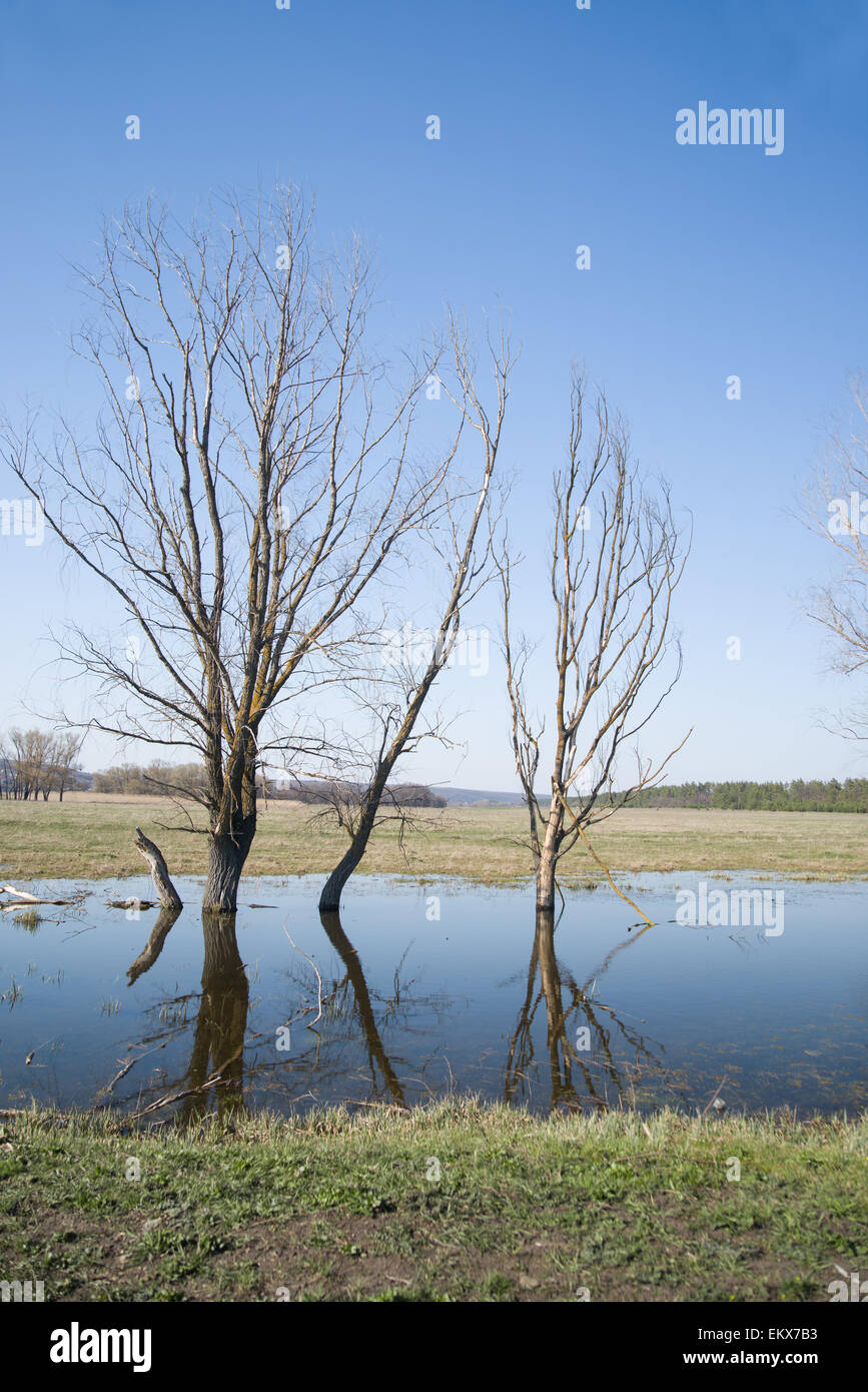 Gli alberi morti in piedi sulla banca del fiume contro il cielo blu Foto Stock