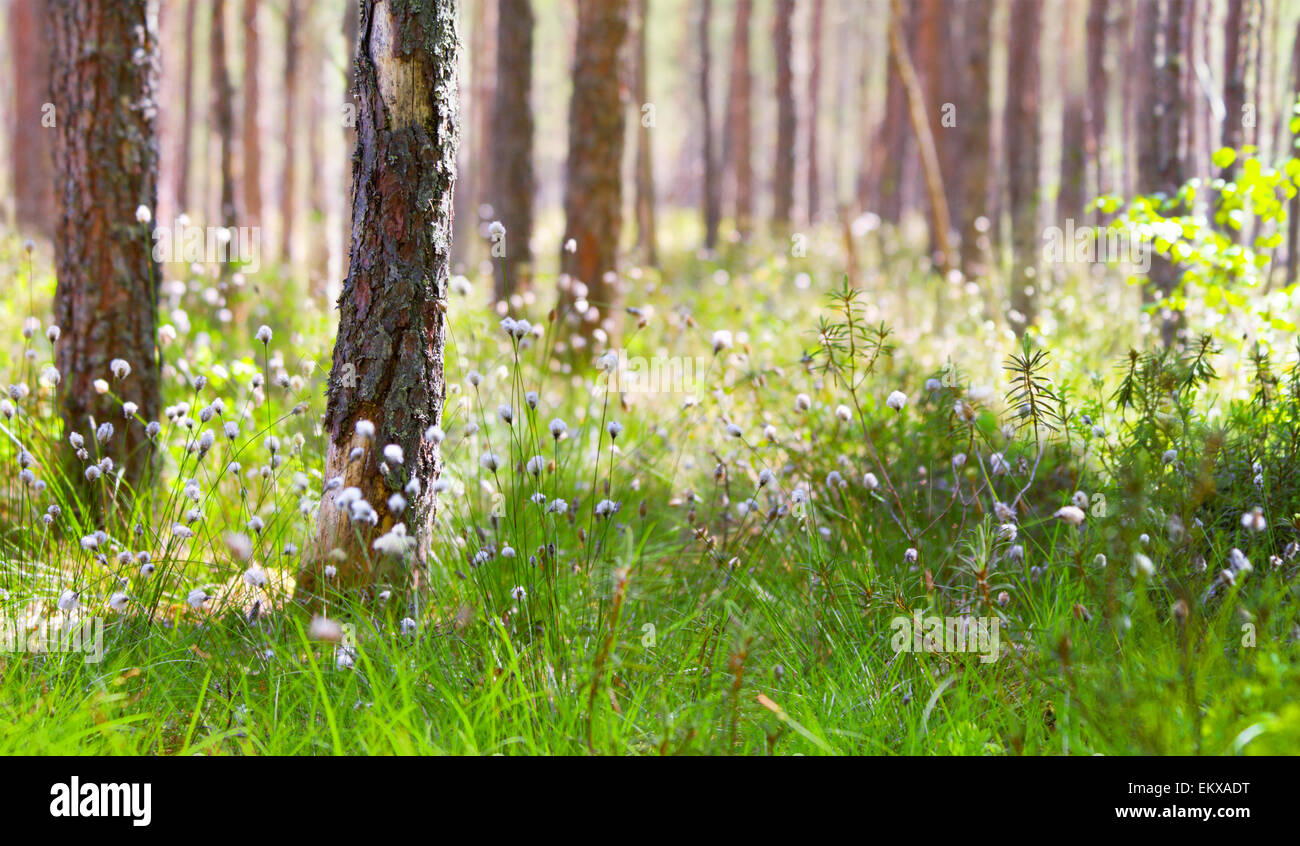 Mattina nella foresta a molla Foto Stock Mattina nella foresta a molla Foto Stock