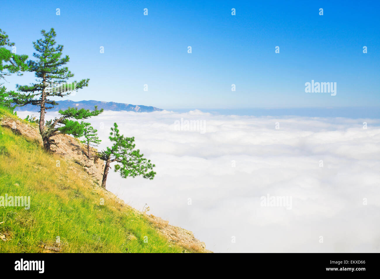 Alta montagna con alberi di pino su nuvole bianche Foto Stock