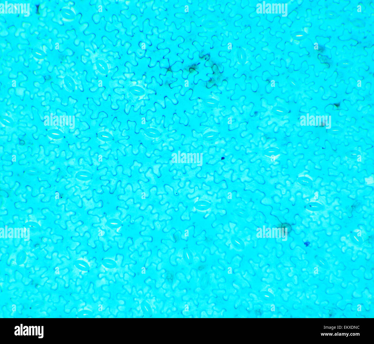 Vicia dicotiledone foglie sotto un microscopio (Vicia dicotiledone leaf W.M.), 40x Foto Stock