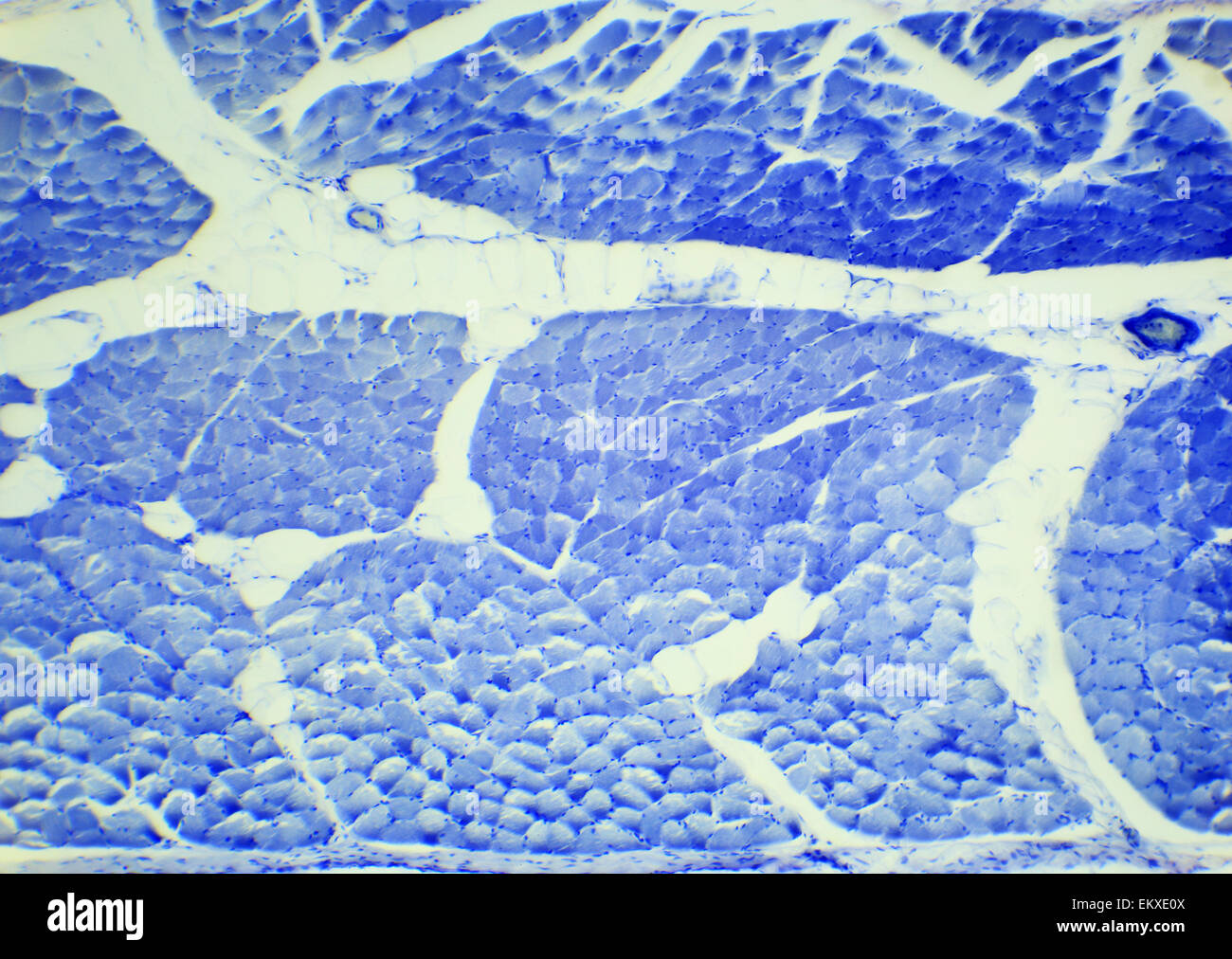 Muscolo liscio taquiné preparazione sotto un microscopio, muscolo liscio W.M., 400x Foto Stock