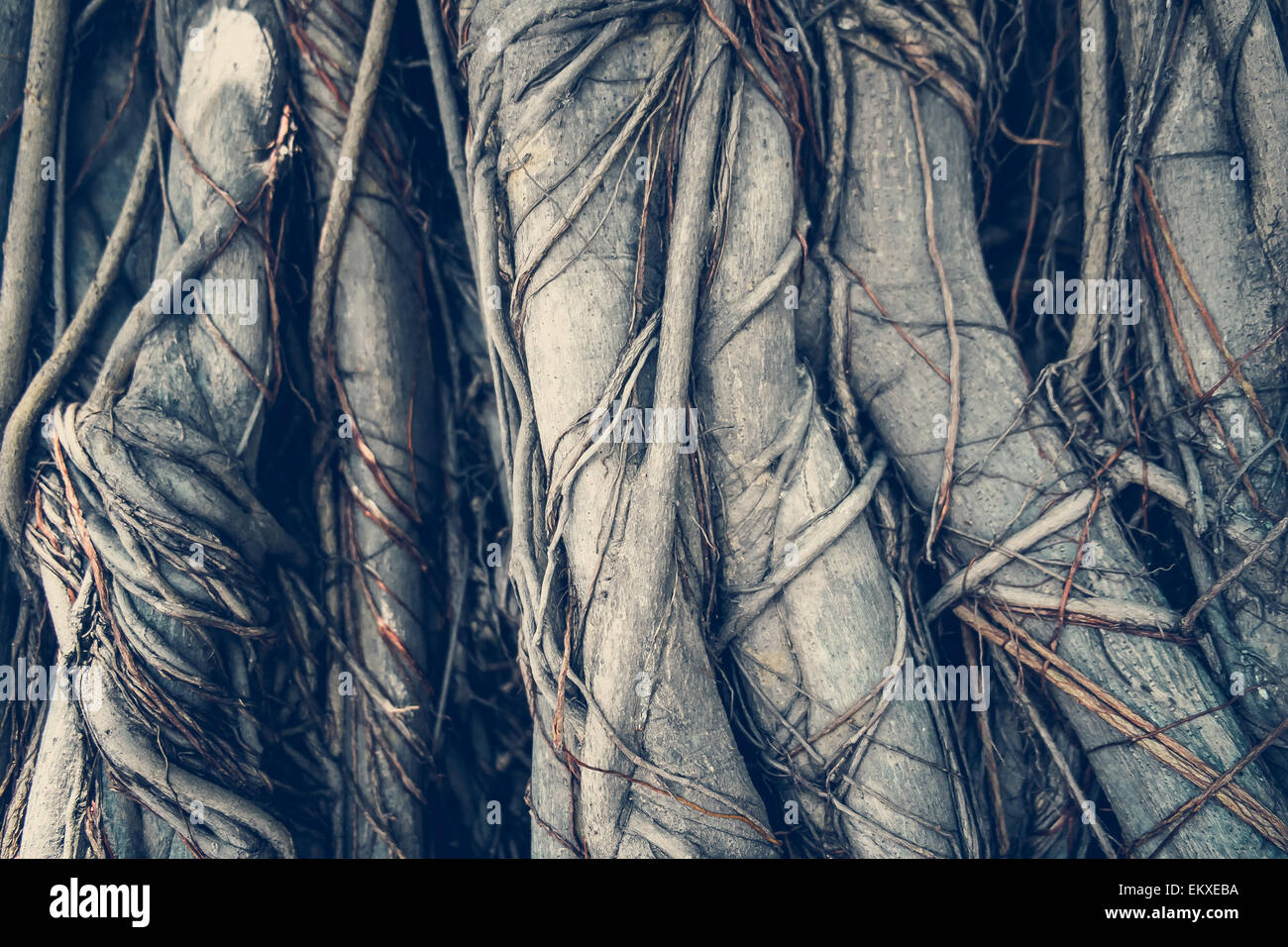 Radici dell'albero Foto Stock