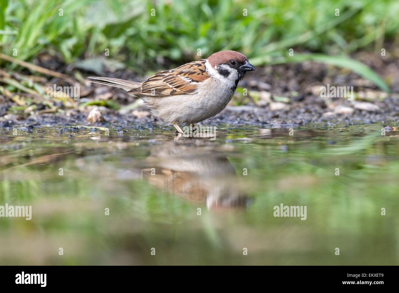 Tree sparrow (Passer montanus) adulto la balneazione nel laghetto del bosco, Bulgaria, Europa Foto Stock