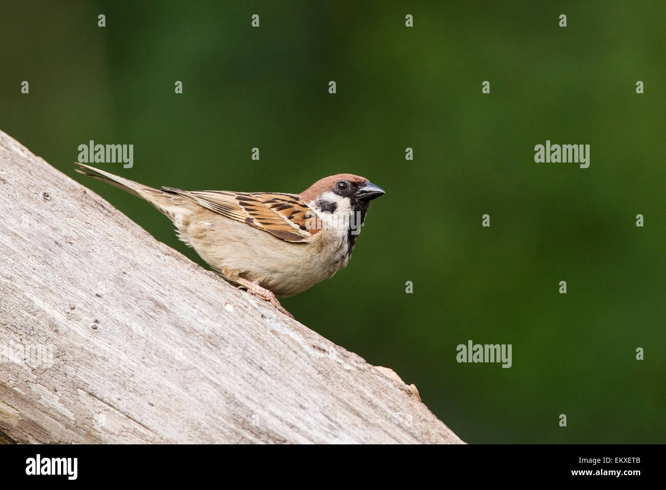Tree sparrow (Passer montanus) adulto in appoggio sul tronco di albero, Bulgaria, Europa Foto Stock