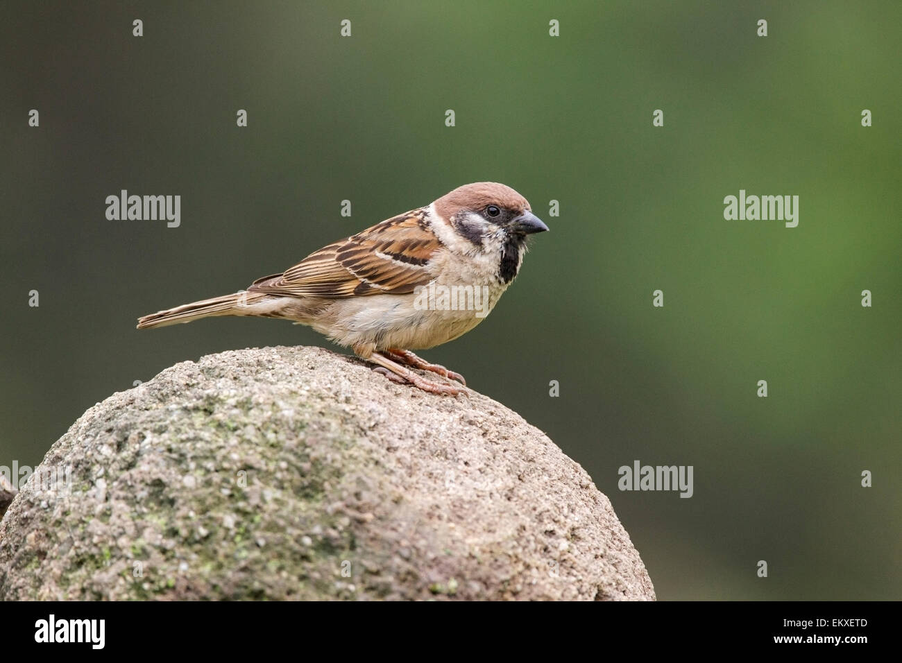 Tree sparrow (Passer montanus) adulto in appoggio sulla pietra, Bulgaria, Europa Foto Stock