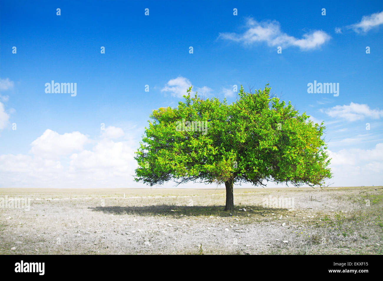 Siccità. campo di morte e albero verde Foto Stock