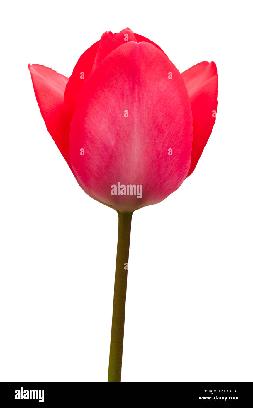 Un solitario Red Tulip Tagliare Foto Stock