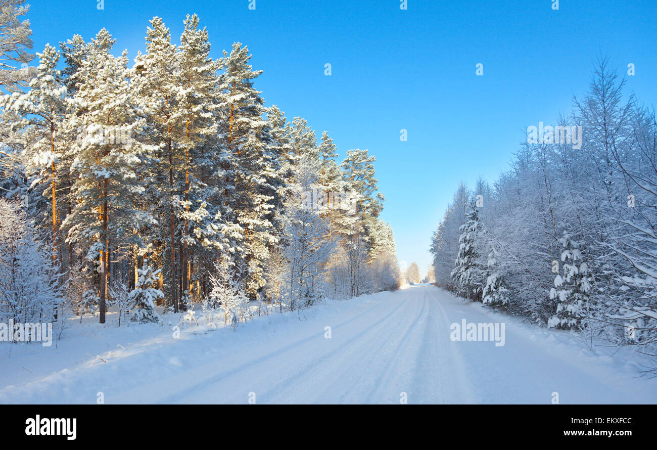Strada in inverno forest Foto Stock