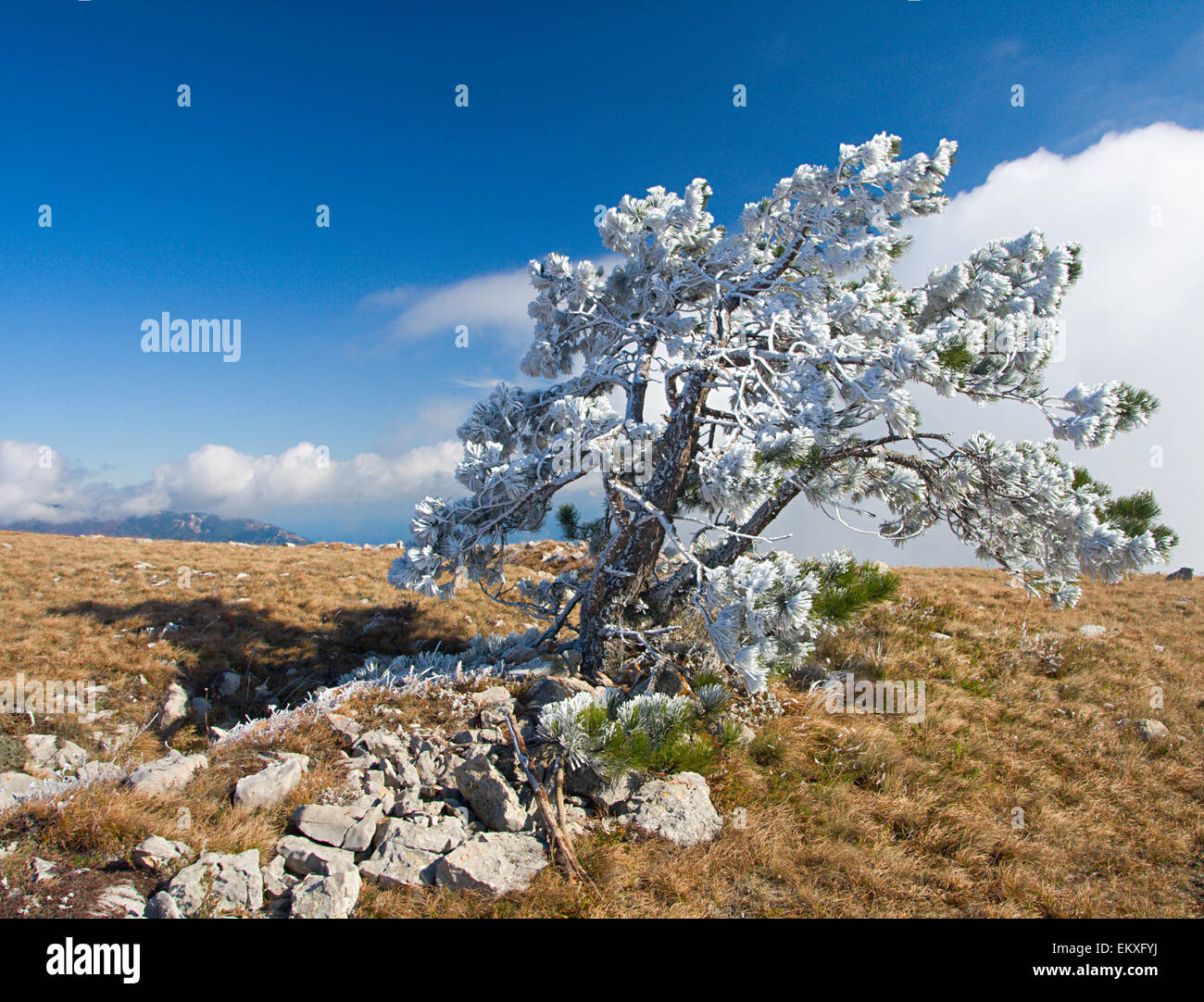 In alta montagna e pino bianco con gelo Foto Stock