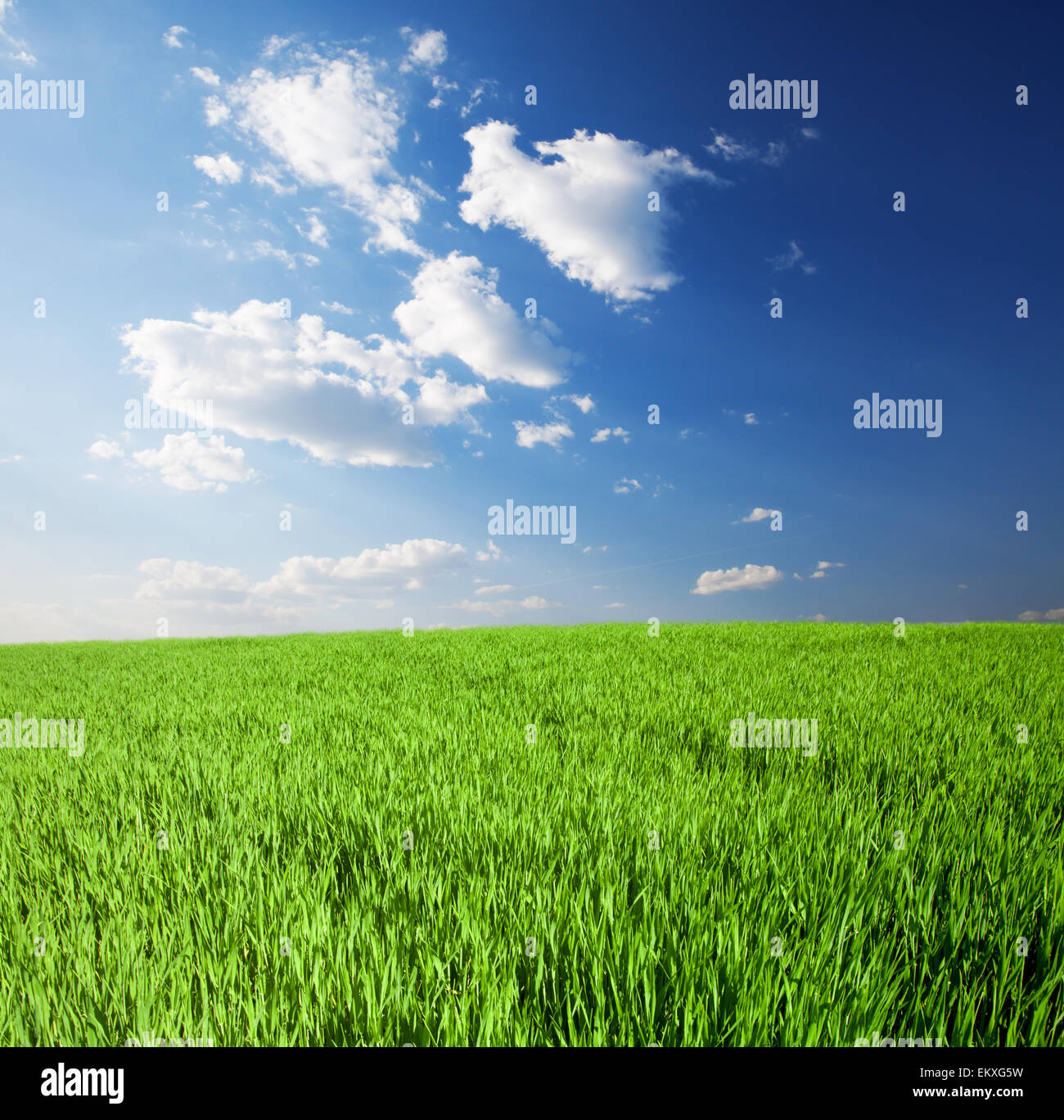 Campo verde e blu cielo nuvoloso Foto Stock