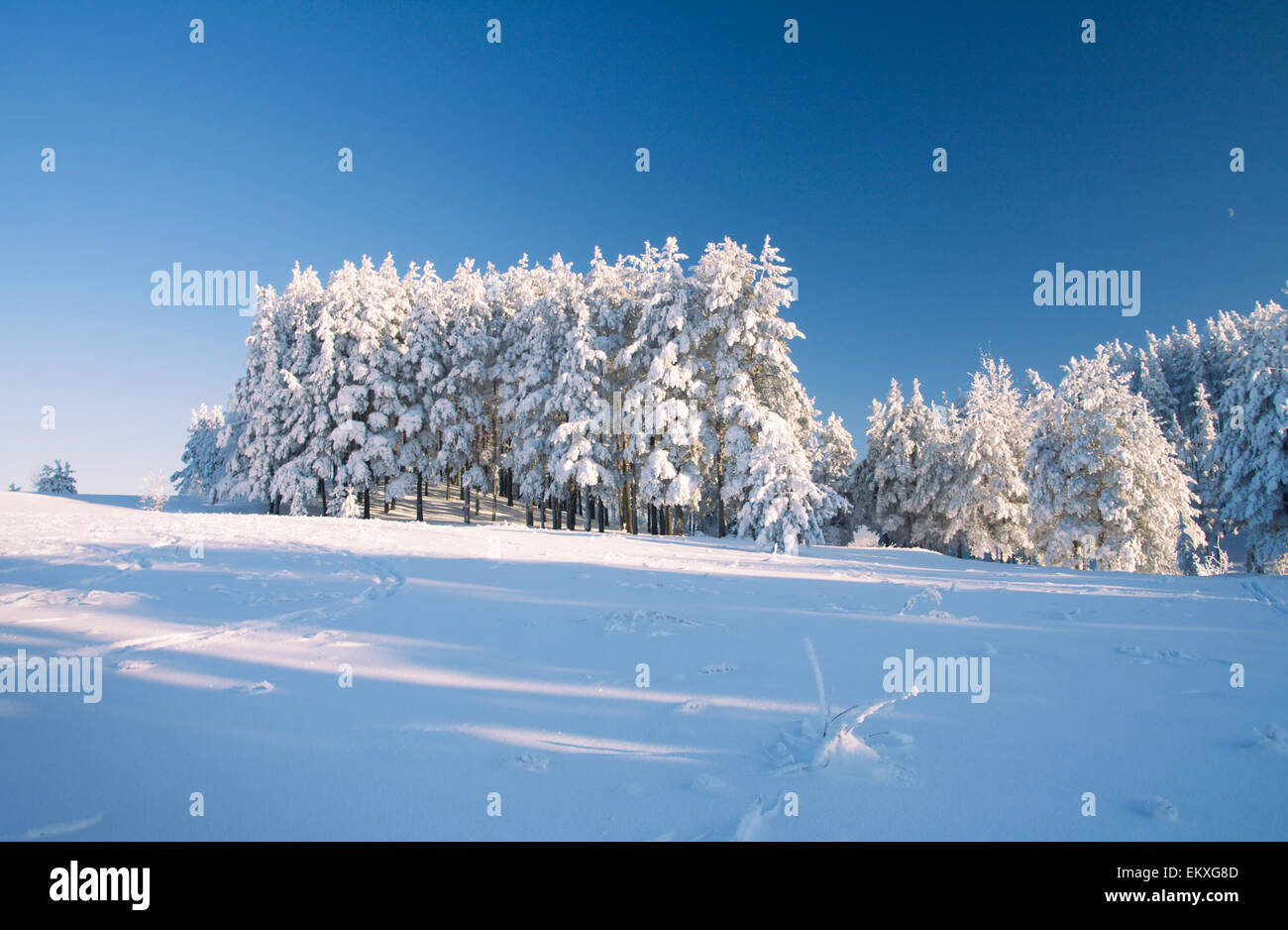Campo di neve e foresta sotto il cielo blu con crescent Foto Stock