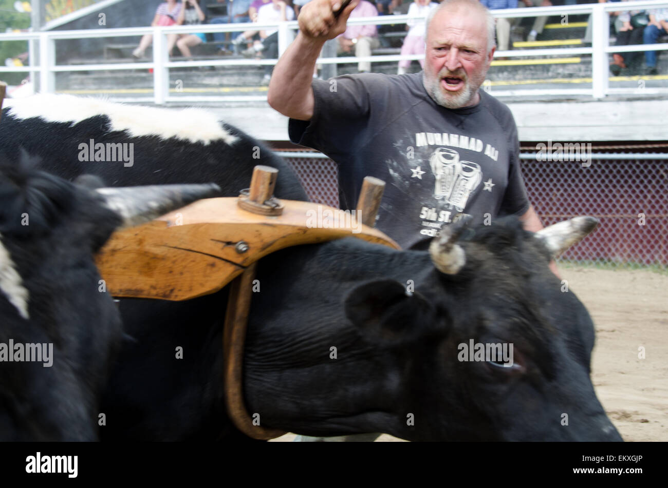 Un agricoltore esorta i suoi buoi per muoversi rapidamente in quattro-ox distanza tirare la concorrenza al Blue Hill Fair, Maine. Foto Stock