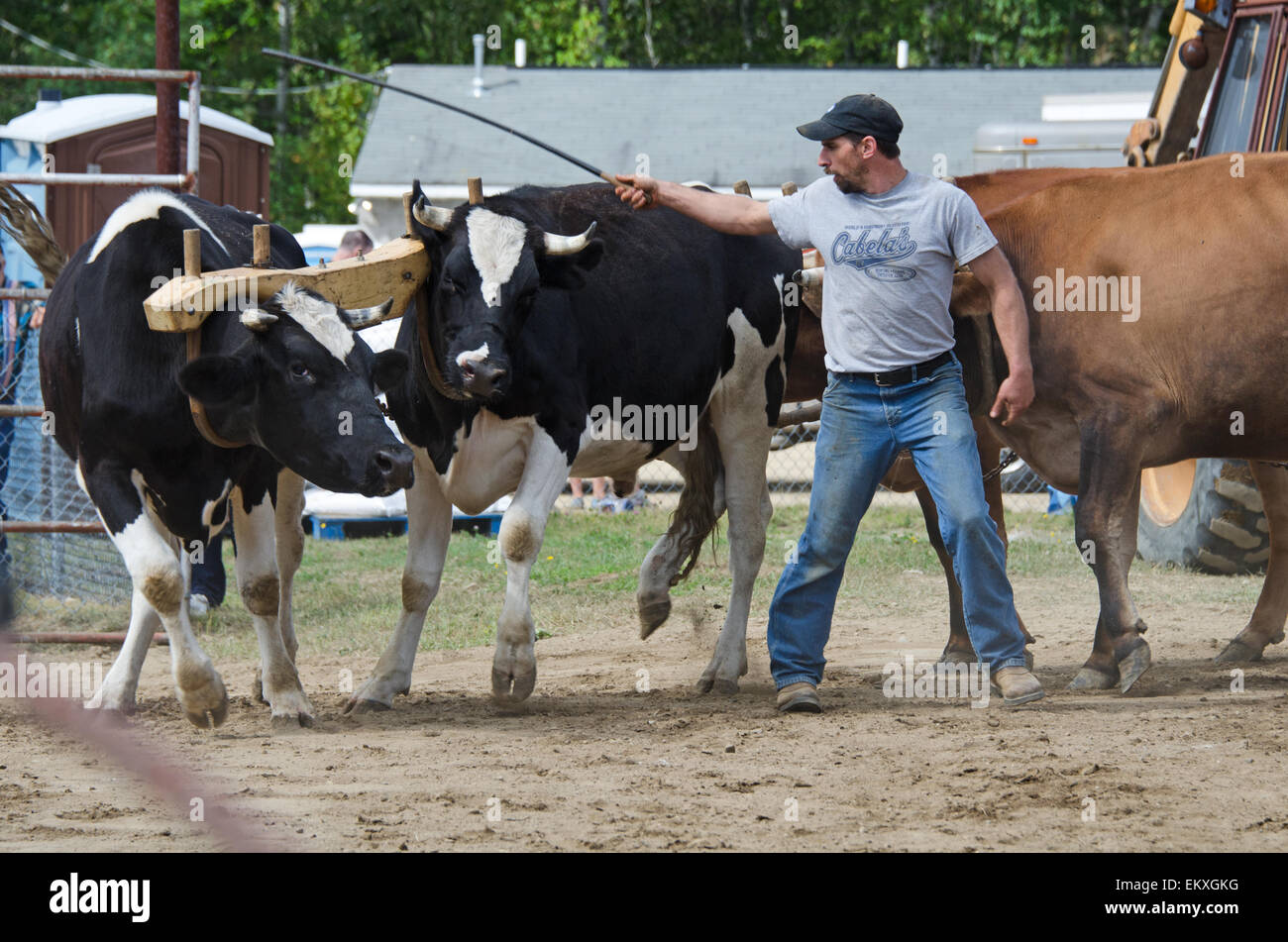 Un agricoltore esorta i suoi buoi per tirare un carico in quattro-ox distanza tirare la concorrenza al Blue Hill Fair, Maine. Foto Stock