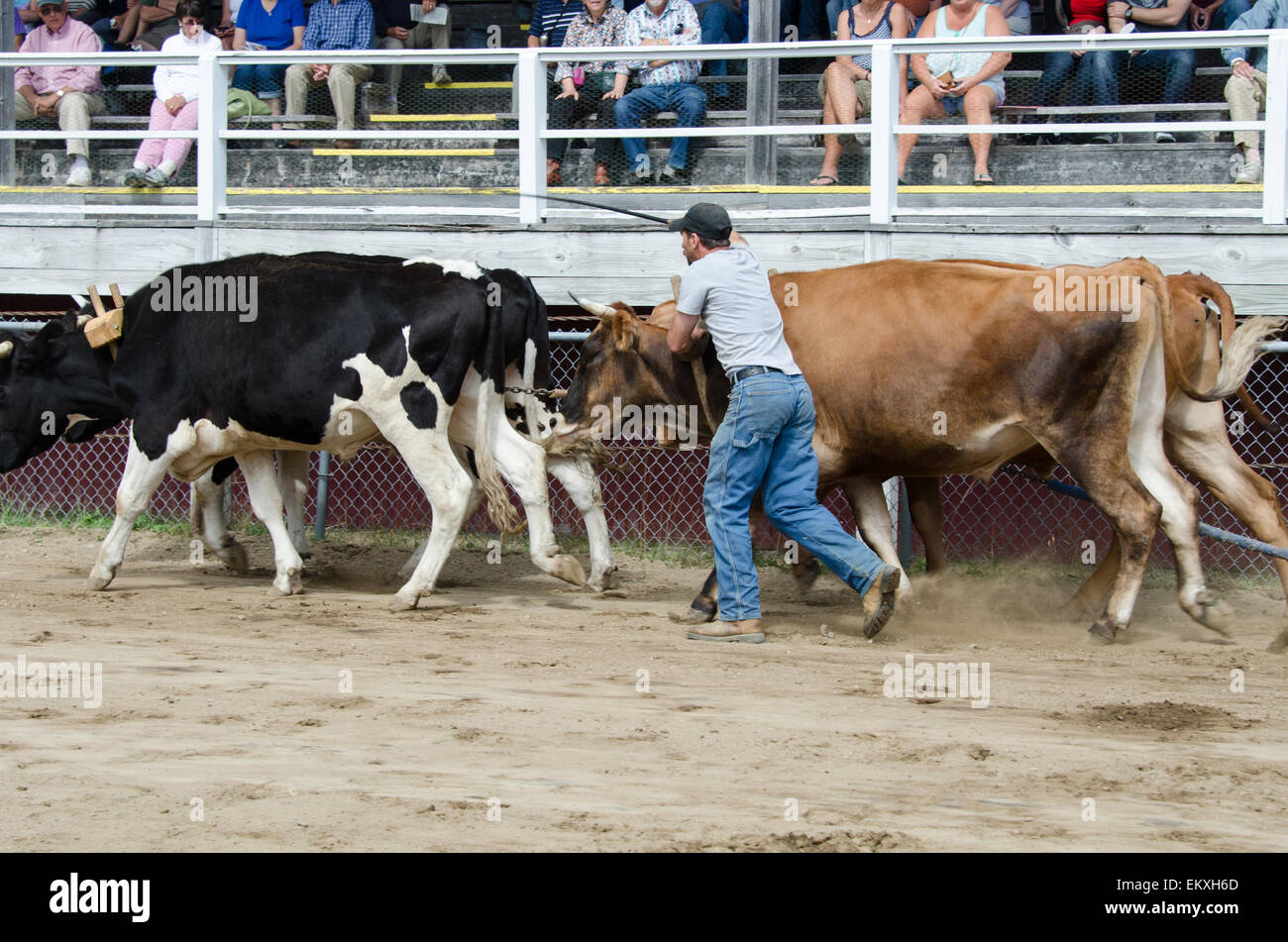 Un concorrente gare i suoi animali oltre il supporto di visualizzazione durante la quattro-ox distanza tirare al Blue Hill Fair, Maine. Foto Stock