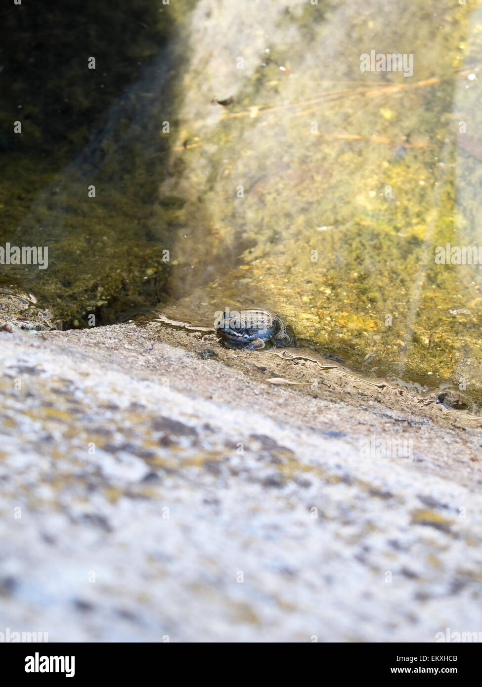 Una rana in una fontana Foto Stock