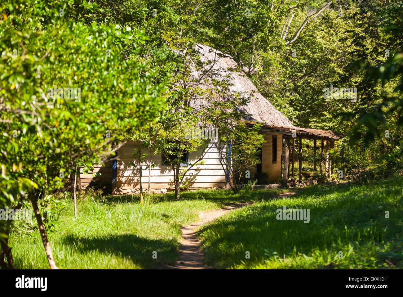 Cuba Trinidad Gran Parque Natural Topes de Collantes , El Cubano , Foresta Tropicale scena in legno shack cafe rangers hut Foto Stock