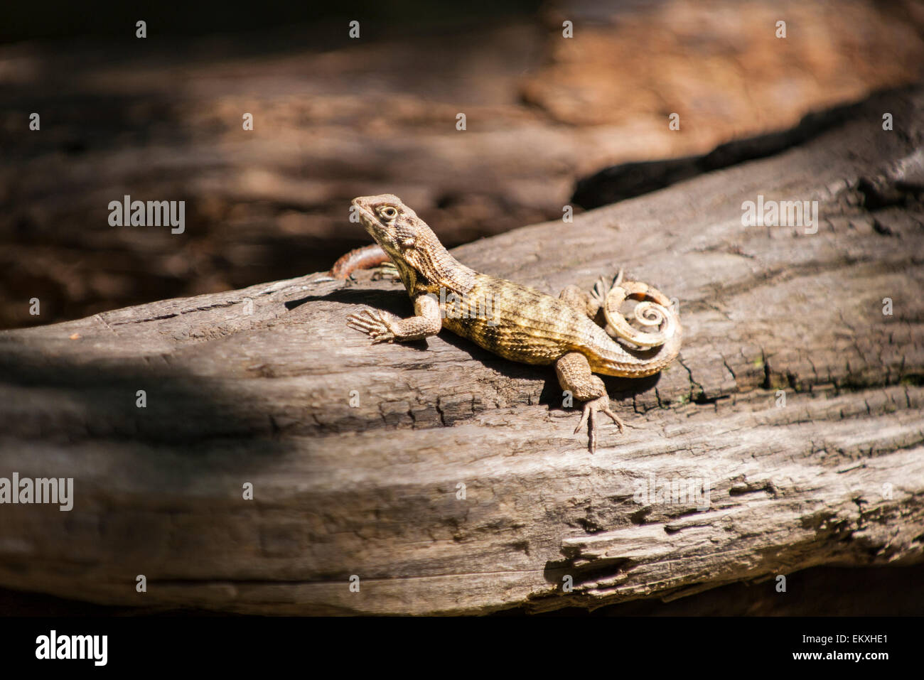 Cuba Trinidad Gran Parque Natural Topes de Collantes El Cubano fauna rettile Leiocephalus carinatus; Curly-tailed Lizard Foto Stock