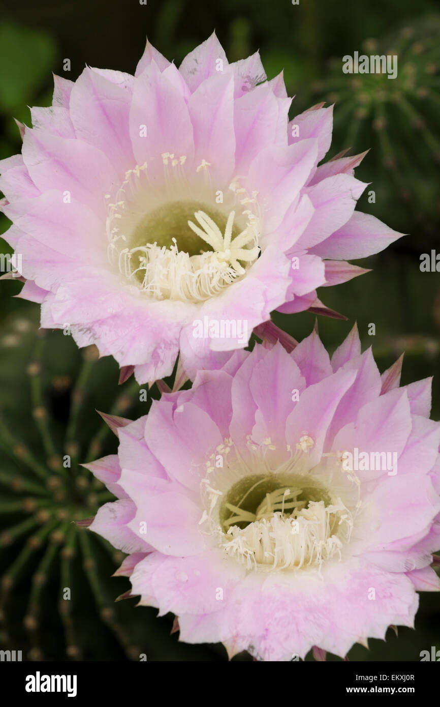 La pasqua Lily Cactus fioritura nel sud del Texas, Stati Uniti d'America Foto Stock