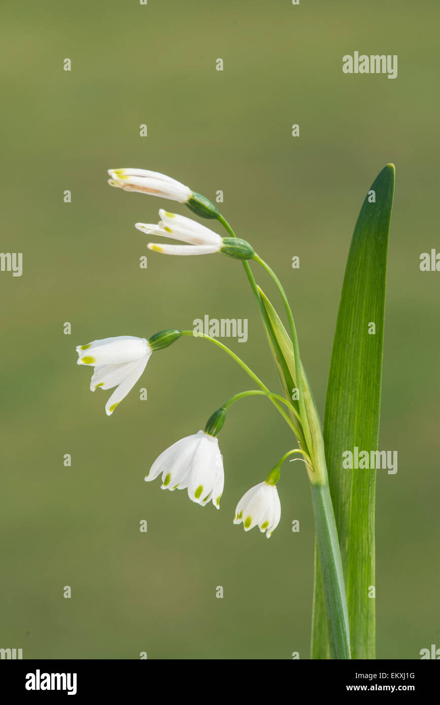 In estate il simbolo del fiocco di neve: Leucojum aestivum Foto Stock