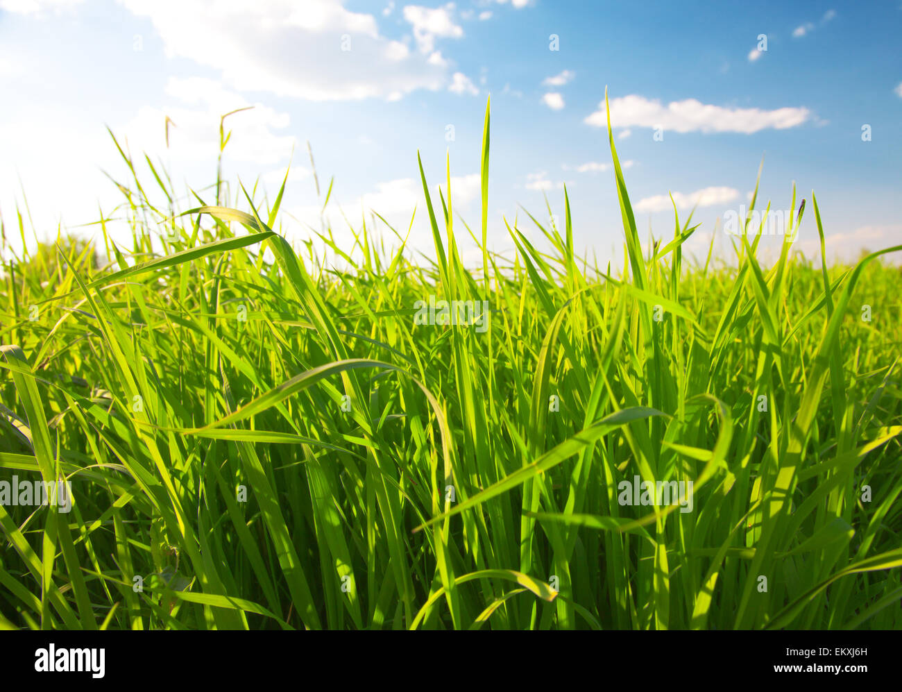 Estate verde erba e sun Foto Stock