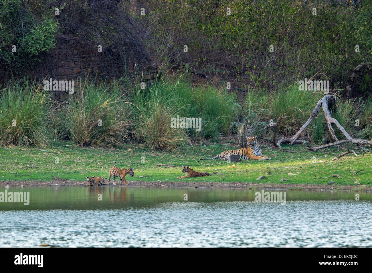 Tigre del Bengala famiglia sulle rive del lago Rajbaug vicino antico palazzo di caccia, Ranthambhore foresta, India. [Panthera Tigris] Foto Stock