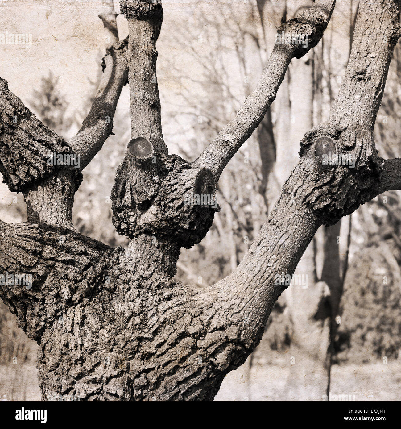 Le opere in stile retrò, funny tree Foto Stock