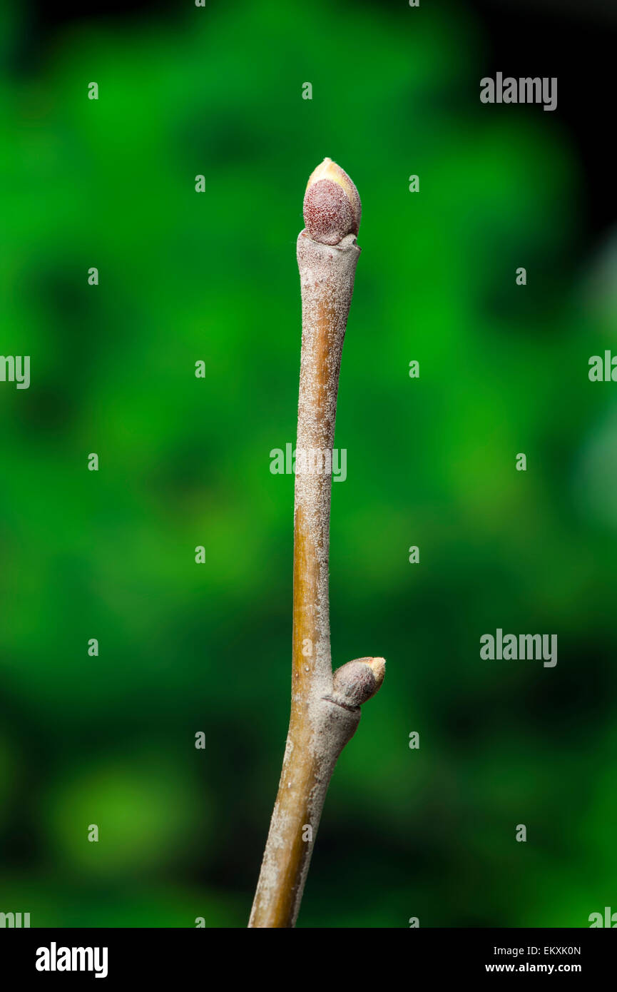 Tilia tomentosa,Silber-Linde,argento calce,argento Linden,Knospe,Bud,Trieb,Triebspitze,Shoot,Giovani germogli,Bluete,Blossom,Bloom Foto Stock