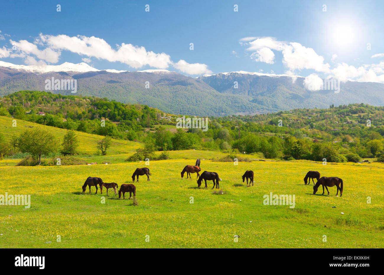 Cavalli sul prato verde Foto Stock