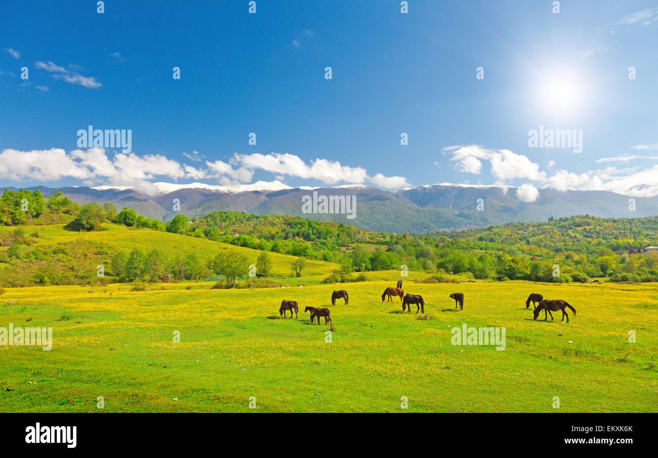 Cavalli sul prato verde Foto Stock