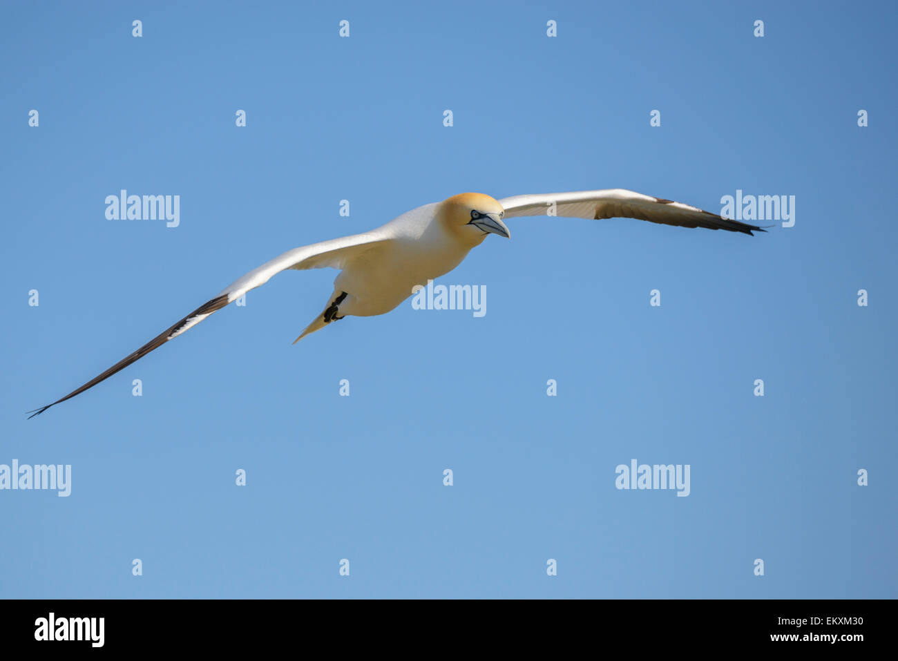 Uno di northern gannet soaring contro un cielo blu chiaro. Formato orizzontale con copyspace. Foto Stock