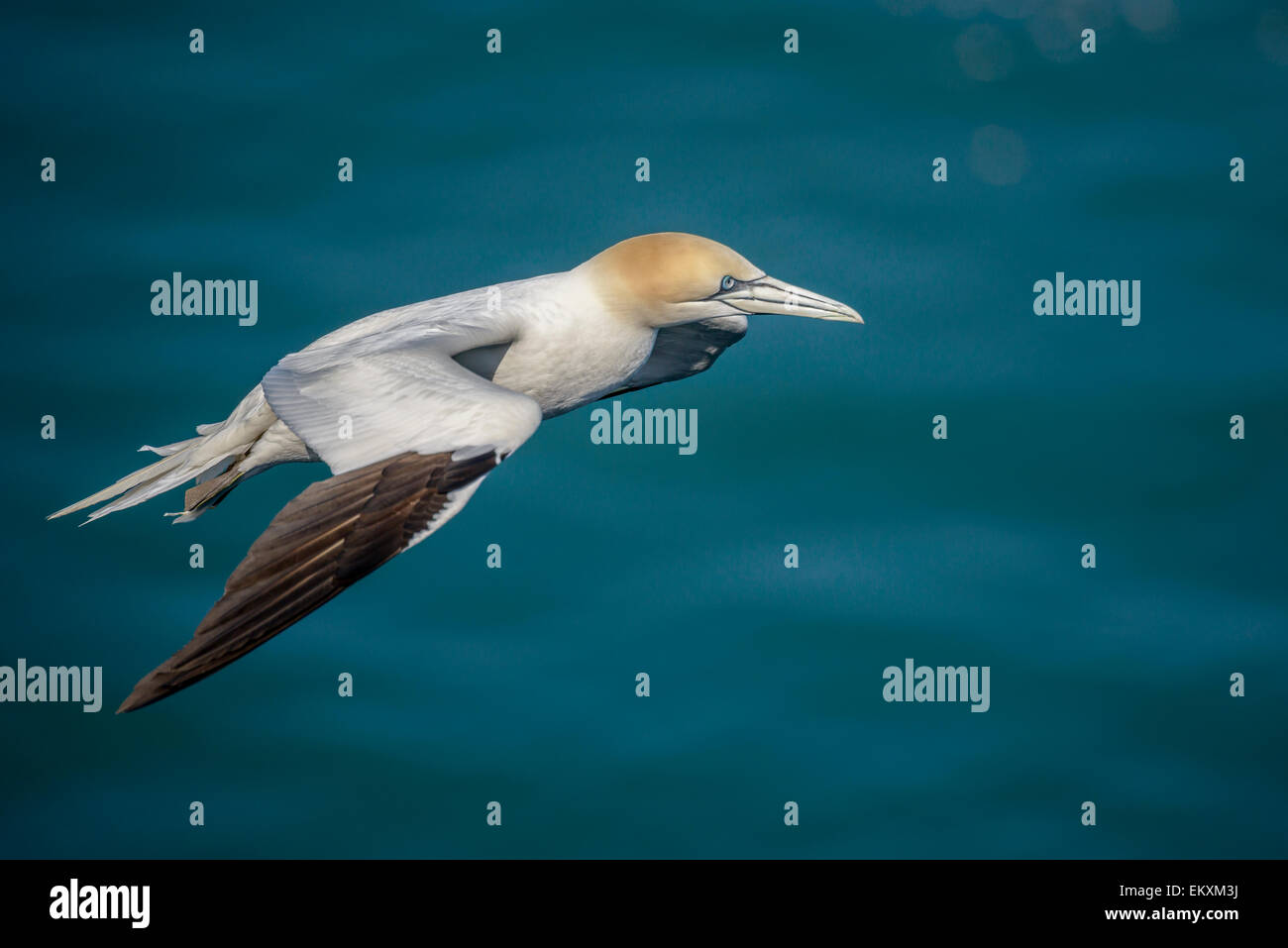 Uno un singolo lone northern gannet scivola al di sopra di un azzurro mare del Nord. Foto Stock