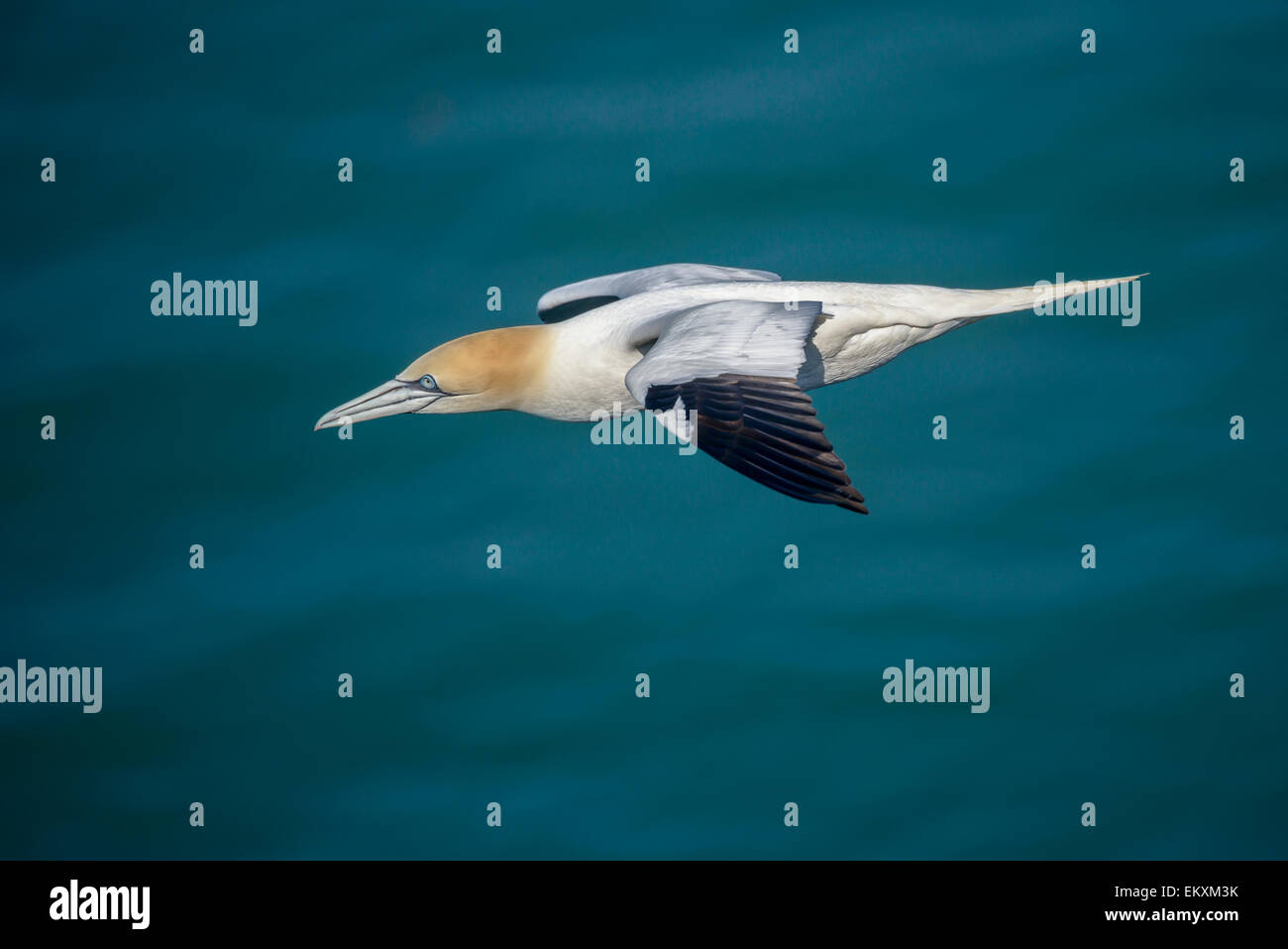 Un lone northern gannet scivola al di sopra di un azzurro mare del Nord. Foto Stock
