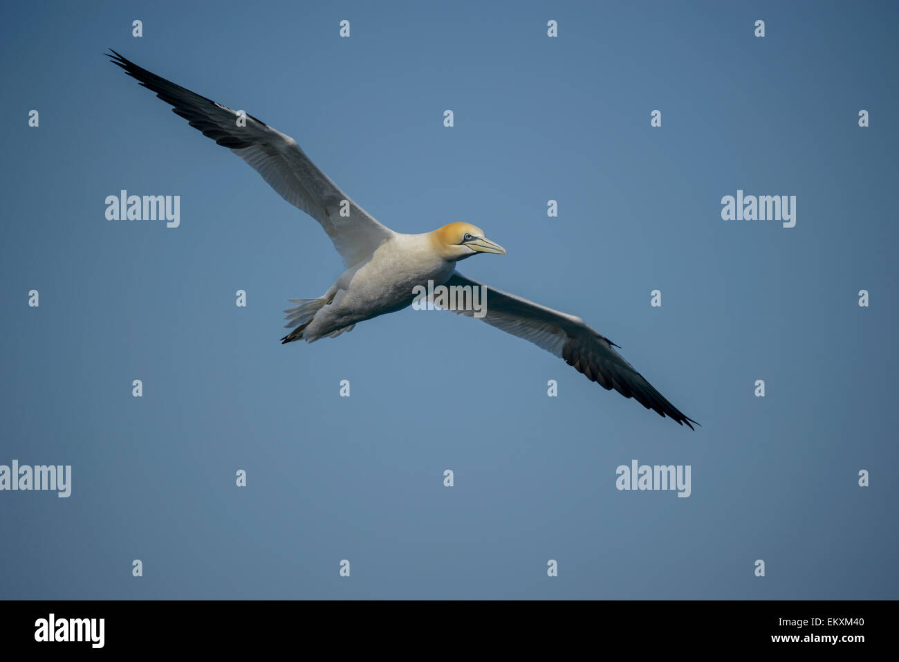 Un Northern gannet Sula bassana Morus bassanus in volo contro un cielo blu chiaro. Formato orizzontale con copyspace. Foto Stock