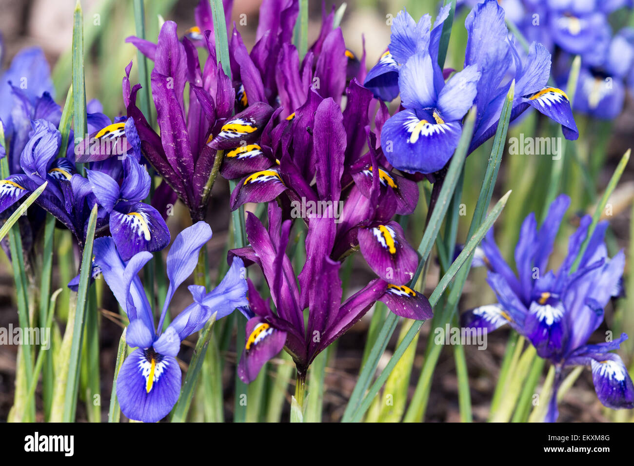 Iris reticulata Primavera 2015 Foto Stock