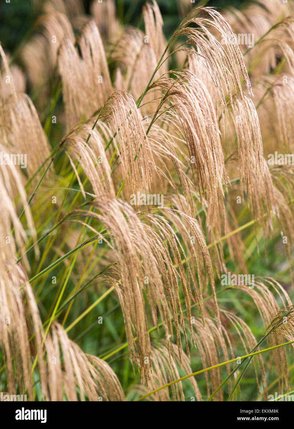 Il miscanto Nepalensis Ottobre 2014 Foto Stock