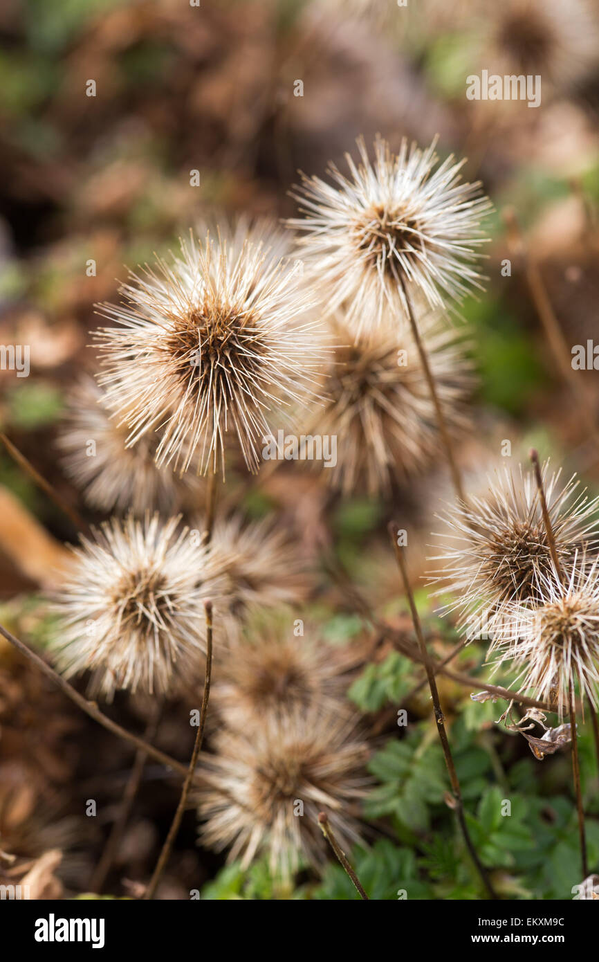 Acaena Ovalifolia teste di seme Foto Stock