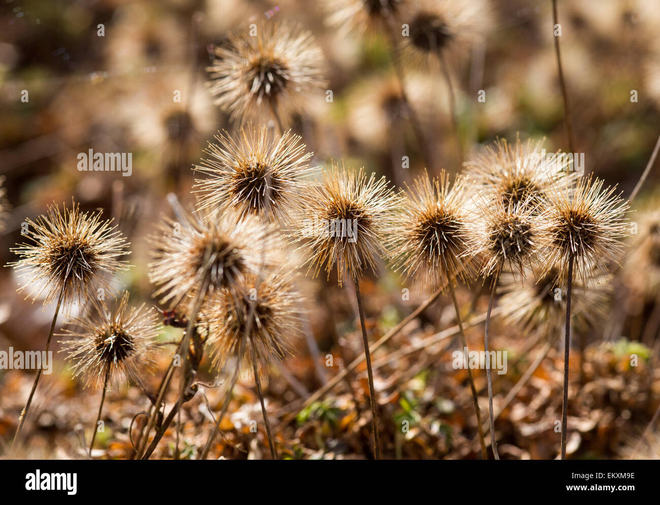 Acaena Ovalifolia teste di seme Foto Stock