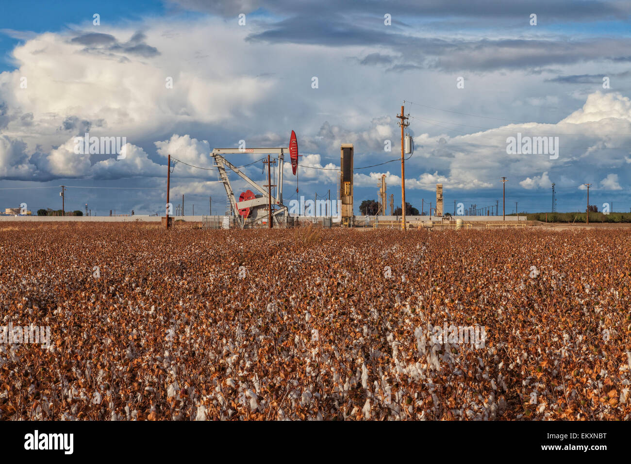 Un pumpjack presso il pozzo di petrolio e sito fracking situato nel campo di cotone in Shafter. Kern County, California Foto Stock