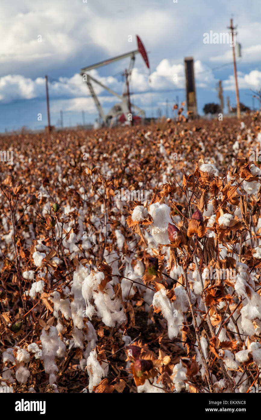 Un pumpjack presso il pozzo di petrolio e sito fracking situato nel campo di cotone in Shafter. Kern County, California Foto Stock