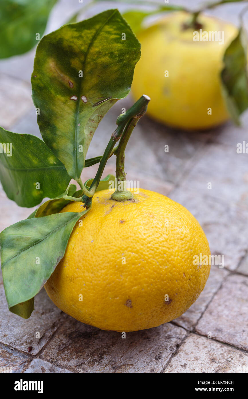 Il bergamotto di Calabria, Italia Foto Stock
